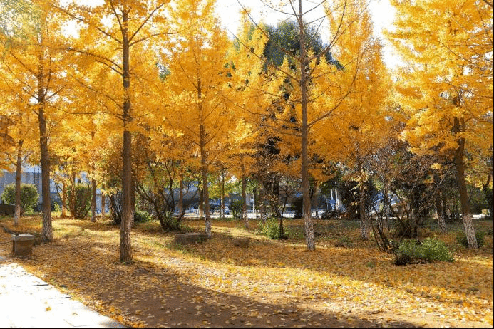 燕园之秋