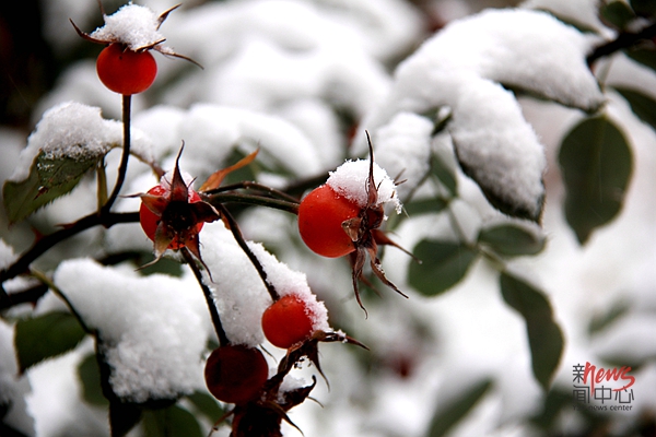 印象多宝官网 • 燕园初雪（组图）