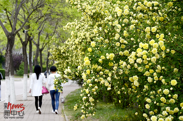 印象多宝官网 • 春（组图）