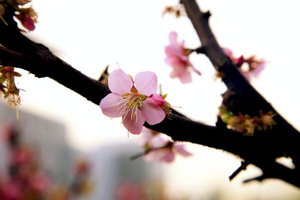 多宝官网的春天——流连的暖色（组图）